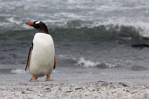 Pingouin gentoo sur la plage
