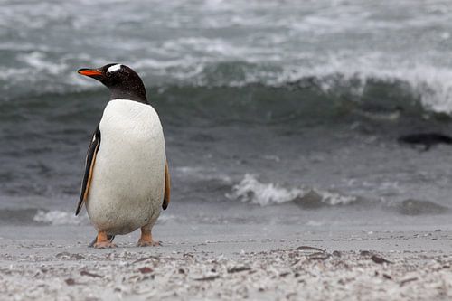 Ezelspinguïn op het strand