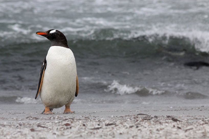 Pingouin gentoo sur la plage par Antwan Janssen