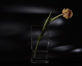 lonely flower by Jan Fotografie