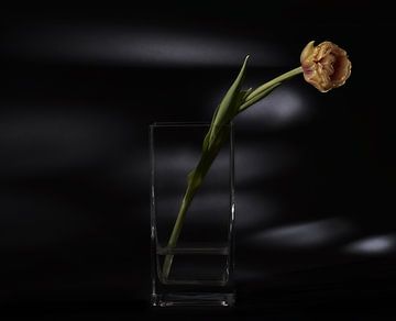 eenzame bloem van Jan Fotografie