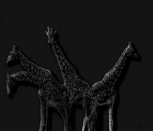 Girafes dans la nuit