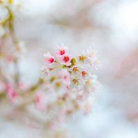 In de lente