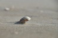 Sandgestrahlt von Ad Jekel Miniaturansicht