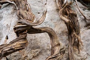 Interwoven Time : Natural Patterns on Stone (Le temps entrelacé : motifs naturels sur la pierre)