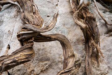 Interwoven Time : Natural Patterns on Stone (Le temps entrelacé : motifs naturels sur la pierre) sur Cor de Hamer