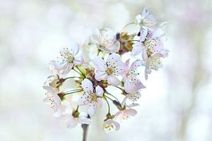 Kirschblüte