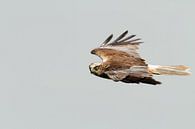 Busard des roseaux par Menno Schaefer Aperçu