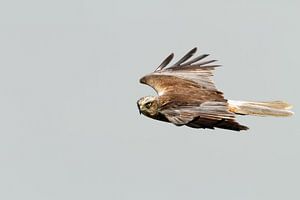 Marsh Harrier by Menno Schaefer