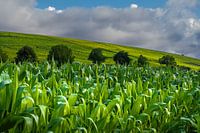 Idyll in the countryside