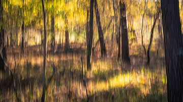 ulvenhouts bos in de herfst van Peter Smeekens