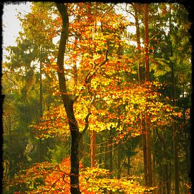 Herfsttooi von Patrick van Dijk