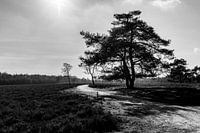 Black and white image of tree on the heath