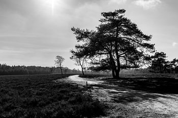 Image en noir et blanc d'un arbre sur la lande