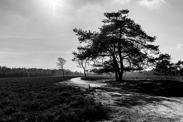 Zwart en wit beeld van boom op de heide van Linsey Aandewiel-Marijnen