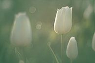 Weiße Tulpen im weichen Morgenlicht von Harmen Mol Miniaturansicht