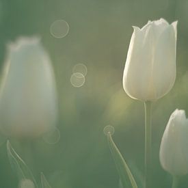 Weiße Tulpen im weichen Morgenlicht von Harmen Mol