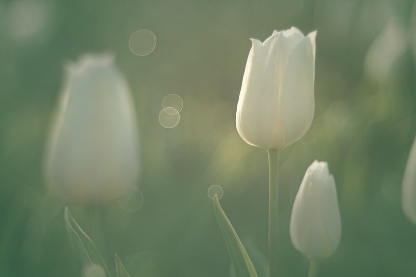 Weiße Tulpen im weichen Morgenlicht von Harmen Mol
