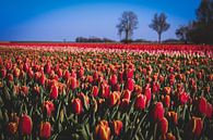 Groningse Rode-roze tulpen van Brigitte Blaauw thumbnail