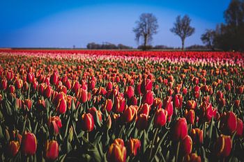 Groningen Red-pink Tulips