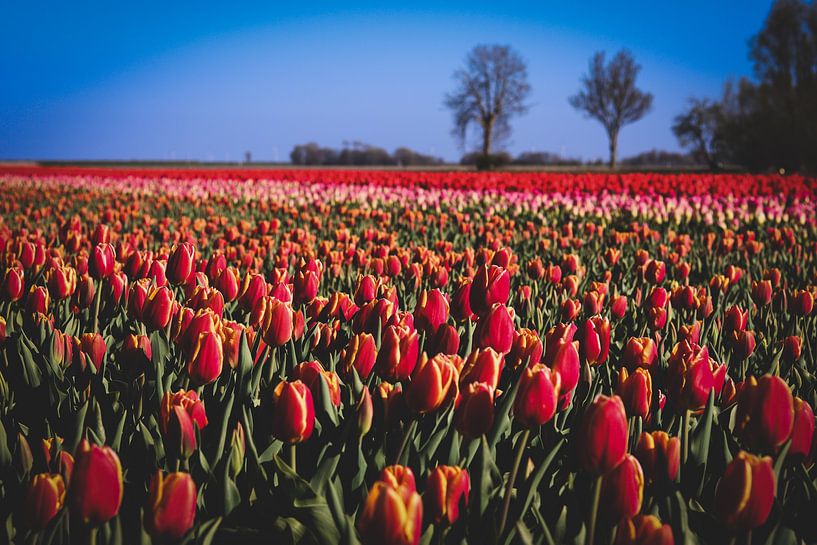 Groningse Rode-roze tulpen van Brigitte Blaauw