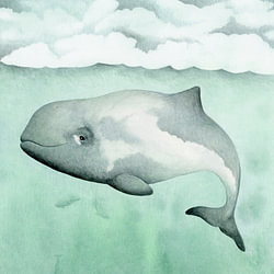 Whales and orcas
