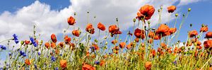Champ de coquelicots avec des bleuets | Panorama