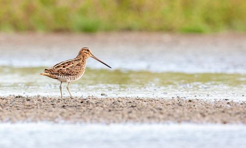 Watersnip, (Gallinago gallinago)