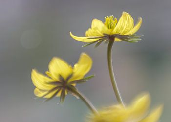 Winterakonit im zeitigen Frühjahr