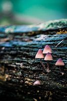 Paddestoelen