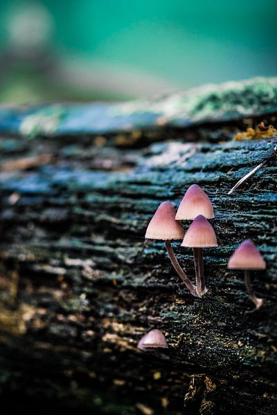 Paddestoelen von Kim van Dijk