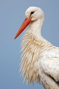 Storch (Ciconia ciconia) Porträt auf blauem Hintergrund, Schweiz