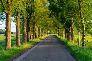 Zonsopgang over de Zwartendijk bij Kampen in het voorjaar van Sjoerd van der Wal Fotografie