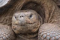 Portrait einer Riesenschildkröte von Angelika Stern Miniaturansicht