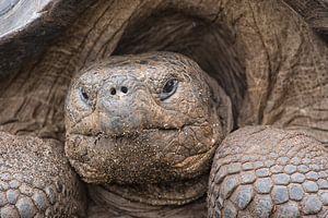 Portrait einer Riesenschildkröte von Angelika Stern