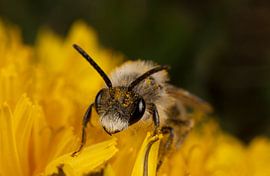 Fluffy by Nico de Haan