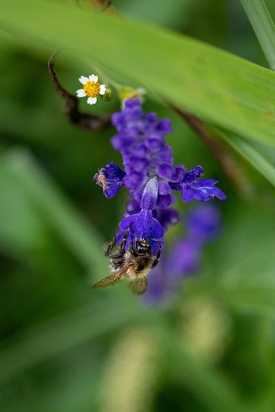 Flower with bee by Hans-Jürgen Janda