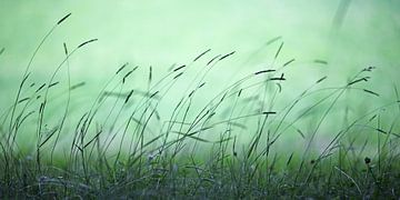 vert gazon sur fantasina