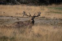 een burlend edelhert liggend op de heide