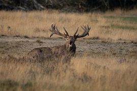een burlend edelhert liggend op de heide van 7.2 Photography