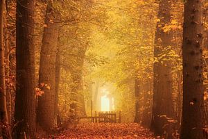 Avenue d'automne avec clôture