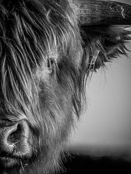 Porträt eines schottischen Highlanders