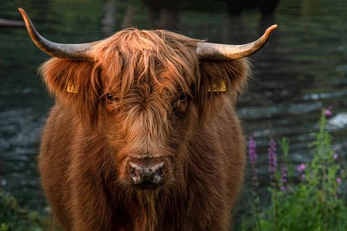 Scottish Highlander just out of the water