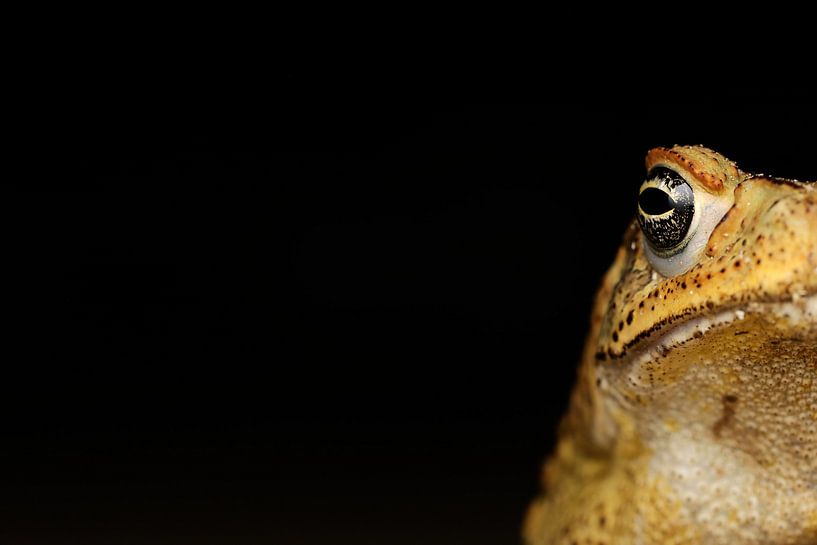 Crapaud géant par Simon Hazenberg