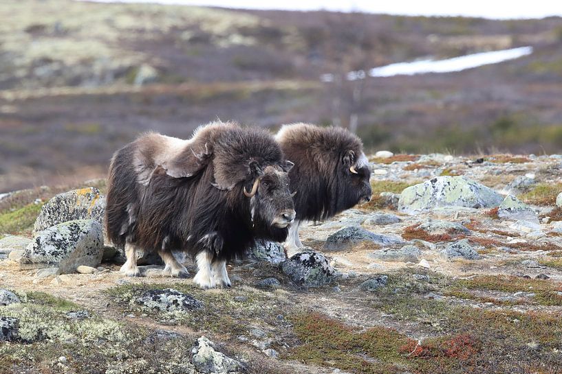 Musk Ox Dovrefjell, Norway by Frank Fichtmüller