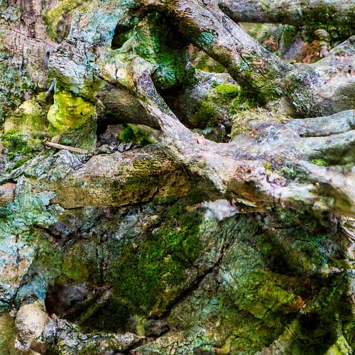 Branches I
