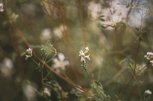 wilde weiße Blumen