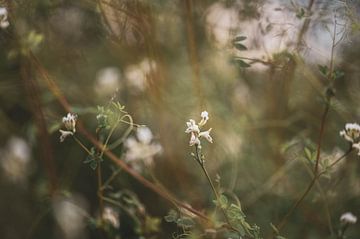 wilde weiße Blumen von Tania Perneel