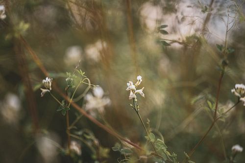 wild white flowers