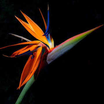 Fleur de perroquet